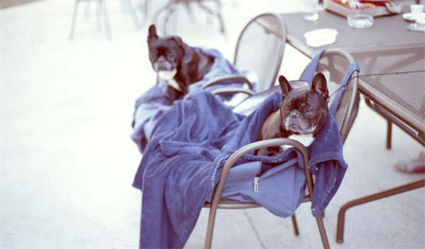 E. cuniculi chez les lapins : symptômes, traitement et prévention