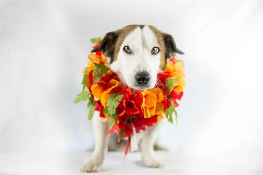 Cataractes chez les lapins : symptômes, traitements et prévention