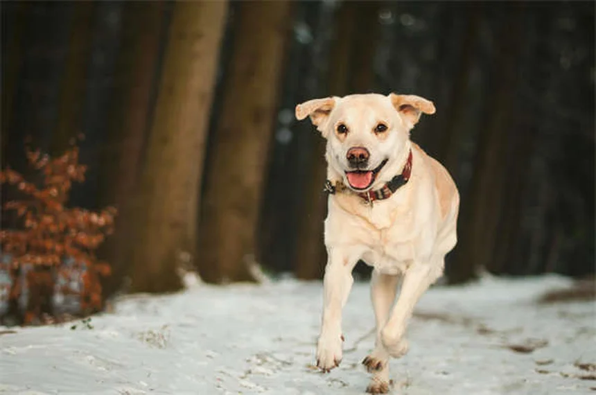 Comment savoir si votre chien est intelligent ? 7 signes qui ne trompent pas