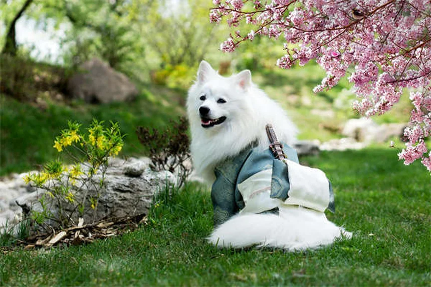 Comment savoir si votre chien est intelligent ? 7 signes qui ne trompent pas