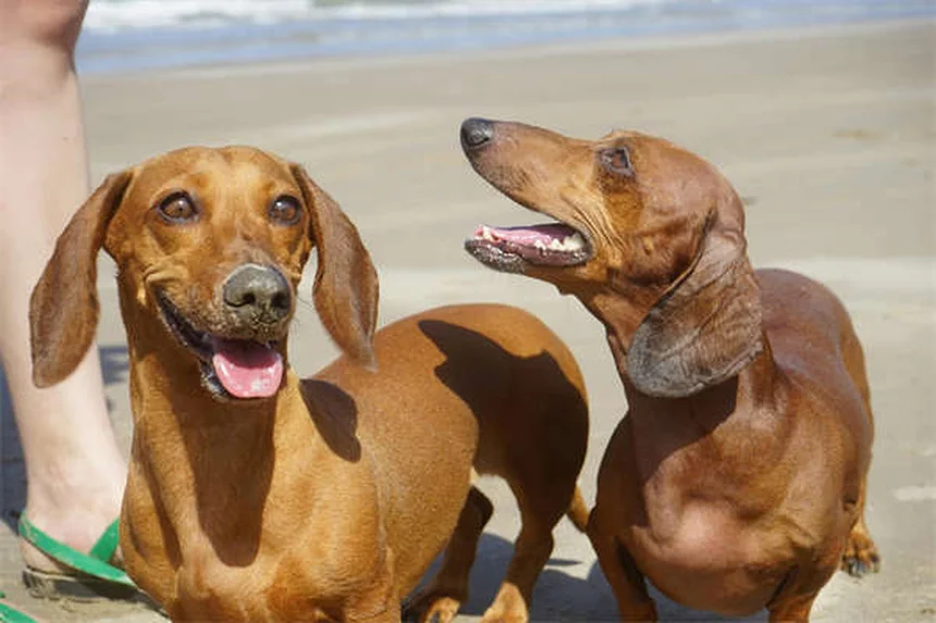 7 astuces pour rassurer votre chien pendant un vol