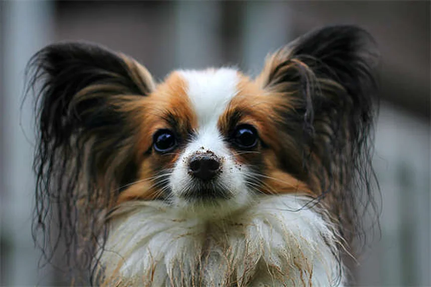 7 astuces pour rassurer votre chien pendant un vol
