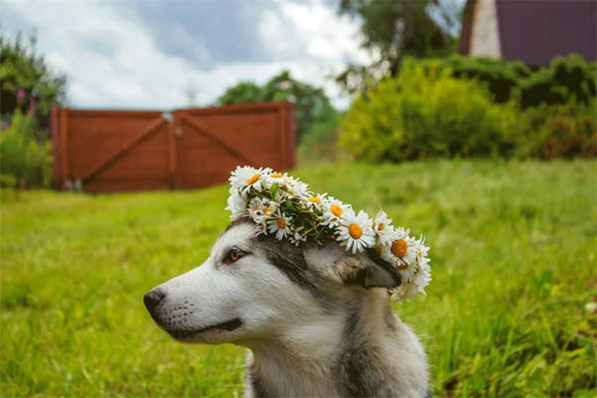 Comment protéger son chien des mouches ? 5 solutions efficaces