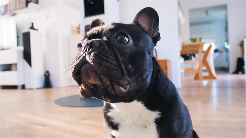 Pourquoi mon chien soupire ? 5 raisons qui vont vous étonner