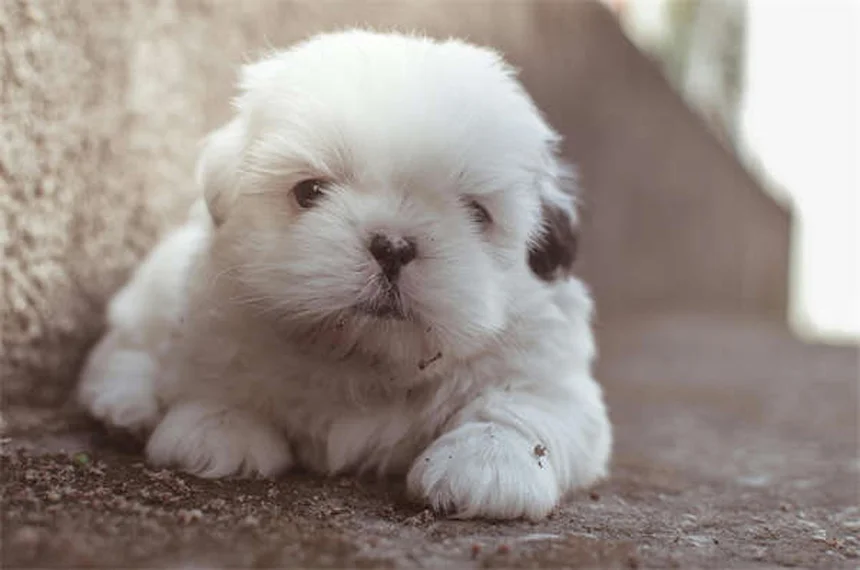 Pourquoi mon chien soupire ? 5 raisons qui vont vous étonner