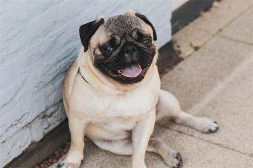 Pourquoi mon chien soupire ? 5 raisons qui vont vous étonner