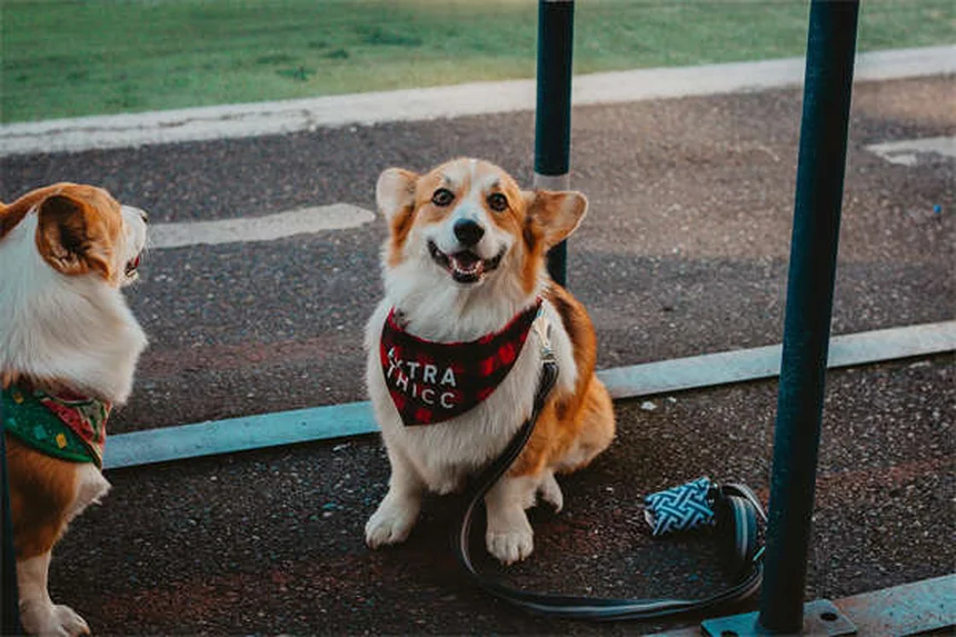 Mon chien vomit du sang : que faire en urgence ?