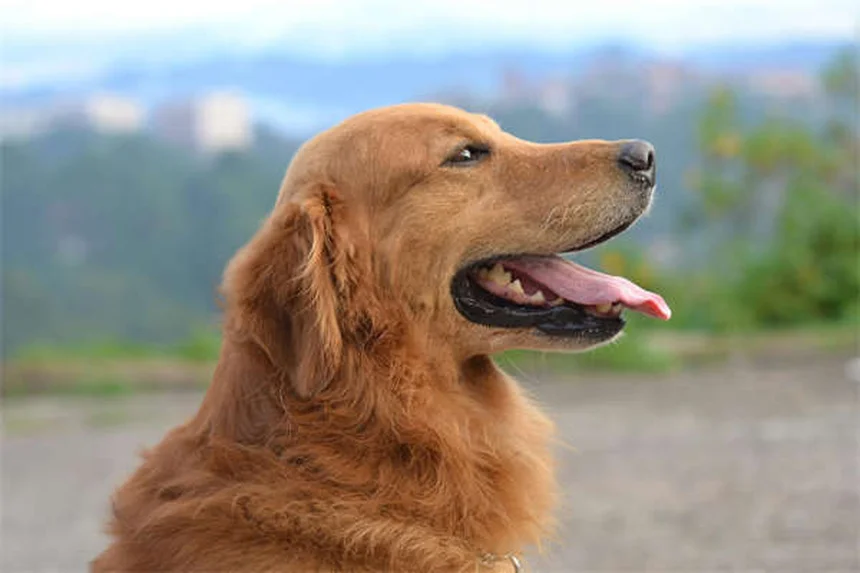 Mon chien vomit du sang : que faire en urgence ?