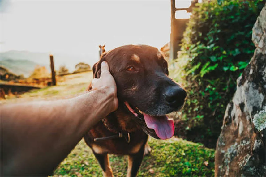 Mon chien régurgite : causes et solutions efficaces