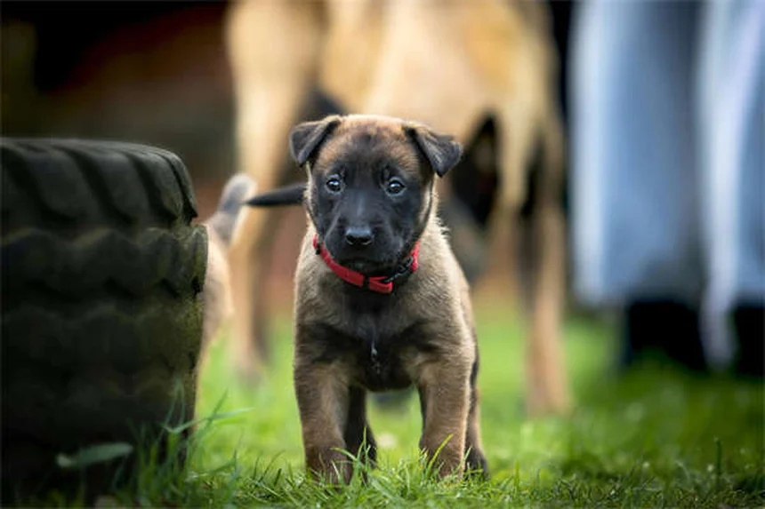 Arthrite chez le chien : 5 solutions pour soulager la douleur en hiver