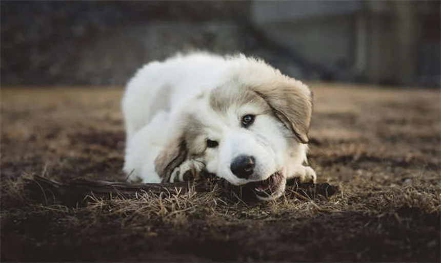 Arthrite chez le chien : 5 solutions pour soulager la douleur en hiver