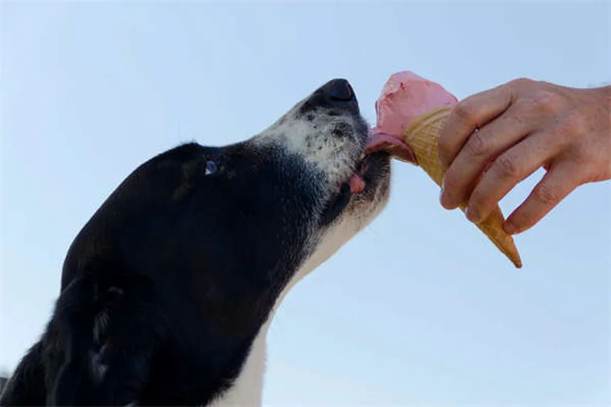 Arthrite chez le chien : 5 solutions pour soulager la douleur en hiver