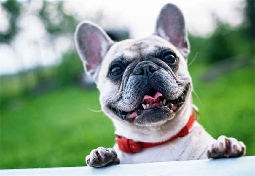 Toilettage canin en hiver : 5 erreurs à éviter pour protéger votre chien