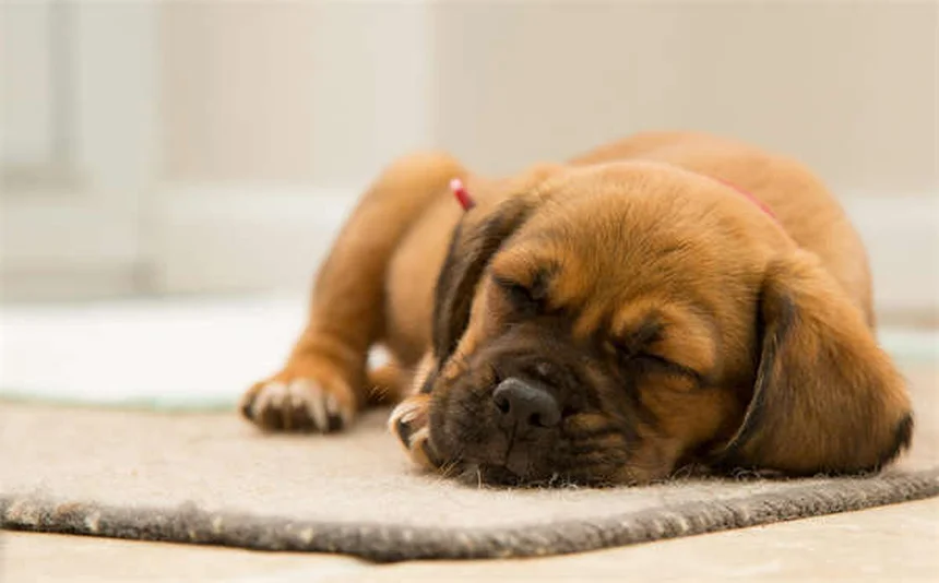 Chlorphéniramine pour chats et chiens : Le guide complet pour soulager leurs allergies