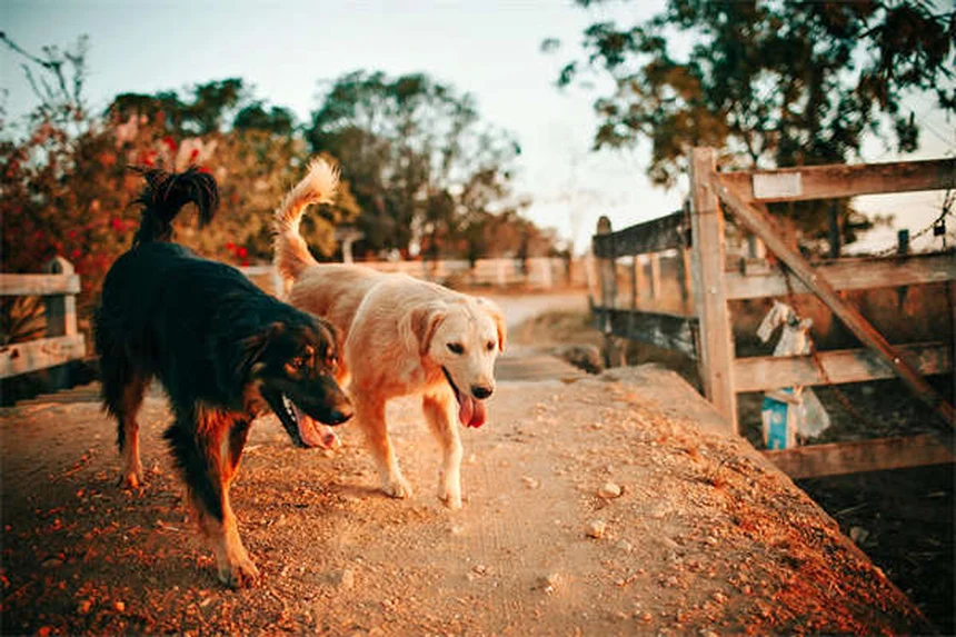 Chlorphéniramine pour chats et chiens : Le guide complet pour soulager leurs allergies