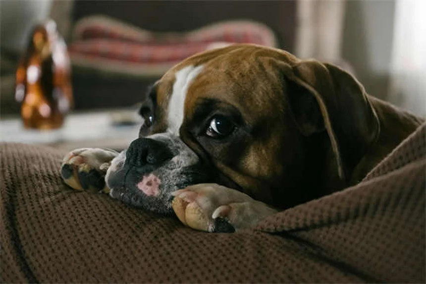 Comment brosser les dents de son chien ou chat ? 5 astuces de pro
