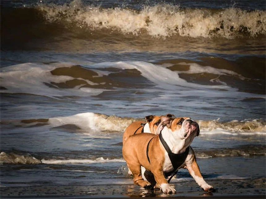 Protéger son chien contre le ver du cœur : guide complet 2024
