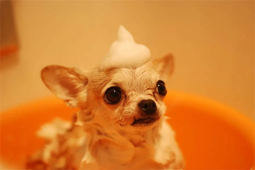 Galliprant pour chiens : Le guide complet pour soulager l'arthrose de ton toutou