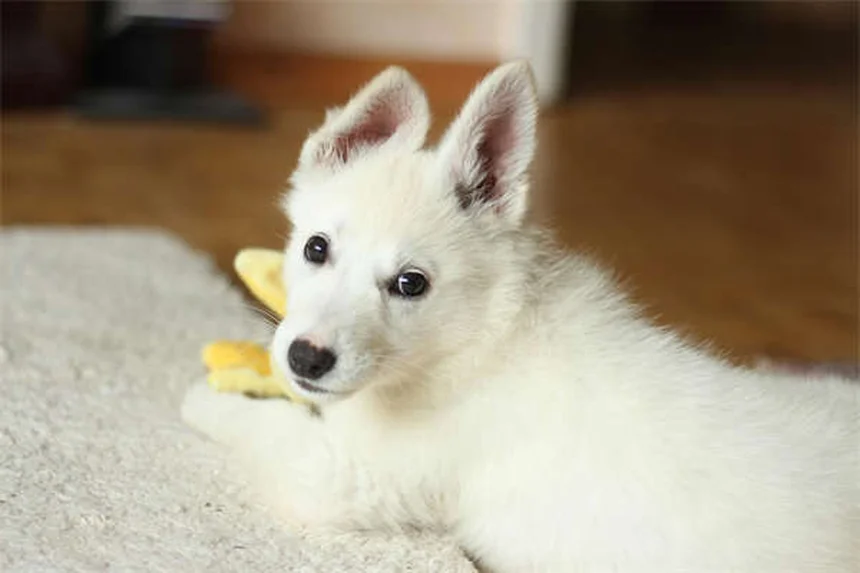 Les chiens voient-ils en noir et blanc ? La vérité sur leur vision des couleurs