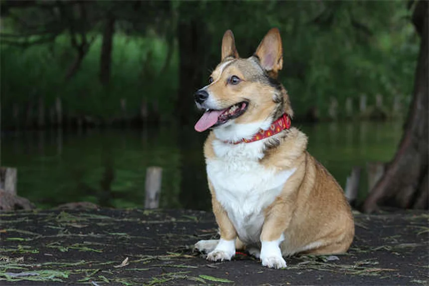 Pourquoi mon chien ne correspond pas au standard de sa race ?