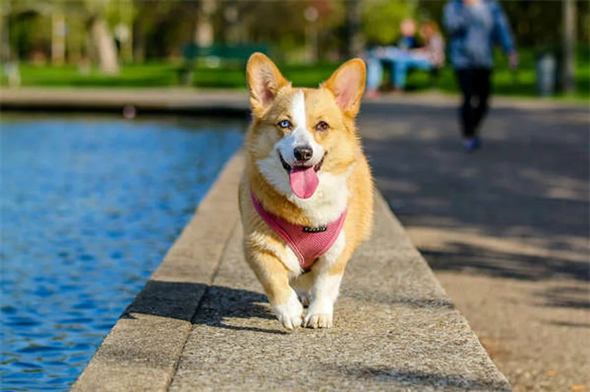 Pourquoi mon chien ne correspond pas au standard de sa race ?