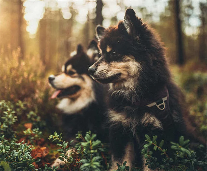 Pourquoi mon chien ne correspond pas au standard de sa race ?