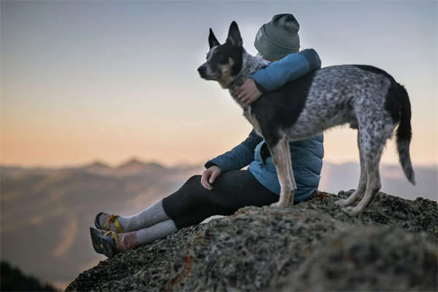 Pourquoi mon chien ne correspond pas au standard de sa race ?