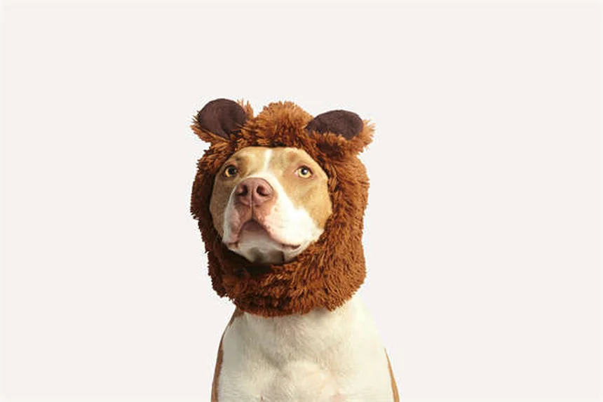 Comment choisir le chien idéal : 7 conseils pratiques pour bien débuter