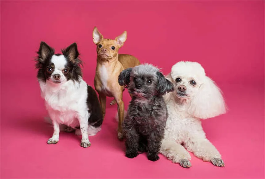 Comment choisir le chien idéal : 7 conseils pratiques pour bien débuter