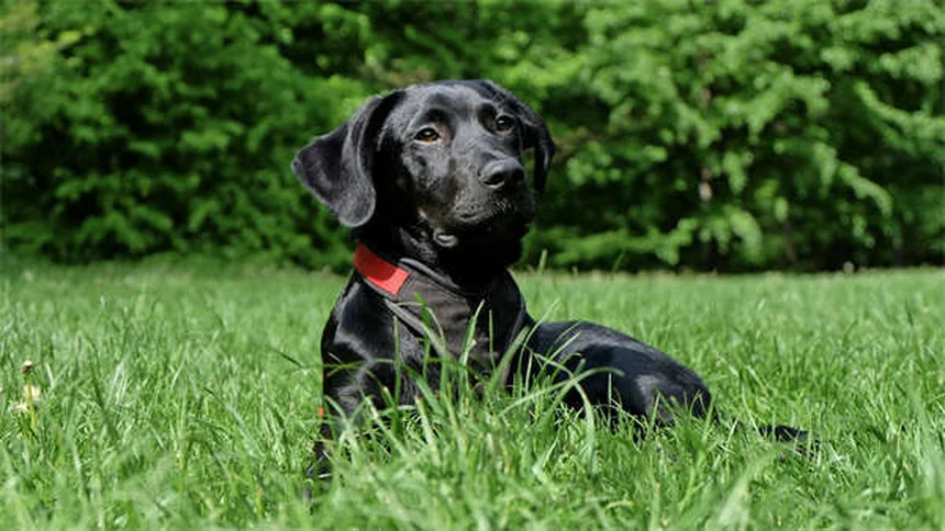 Comment choisir le chien idéal : 7 conseils pratiques pour bien débuter