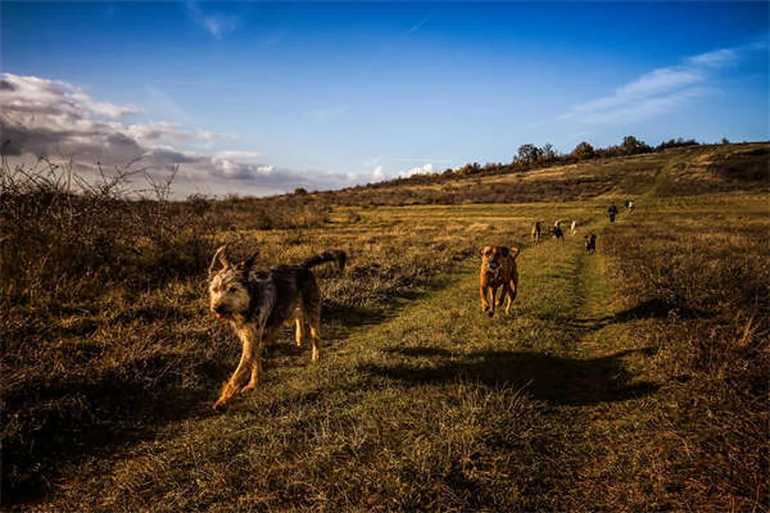 Comment choisir le chien idéal : 7 conseils pratiques pour bien débuter