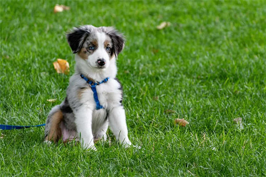 Pourquoi mon chien bouge-t-il pendant son sommeil ? Explications et conseils