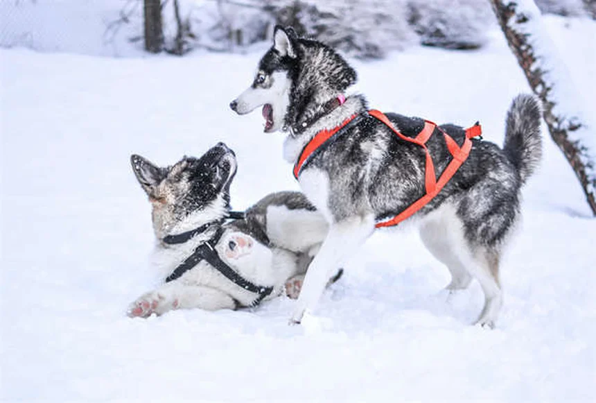 Pourquoi mon chien bouge-t-il pendant son sommeil ? Explications et conseils