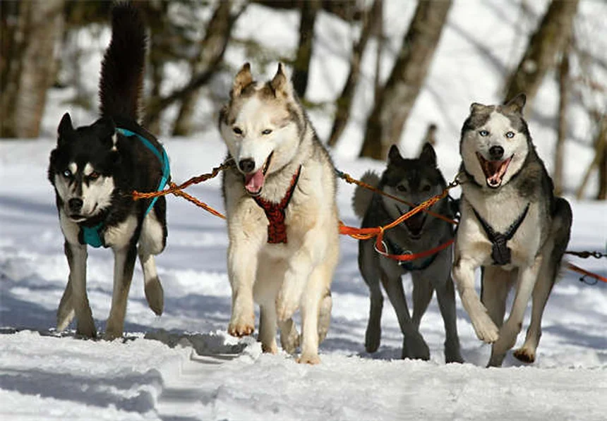 Mon chien a-t-il besoin d'un manteau en hiver ? 5 conseils indispensables