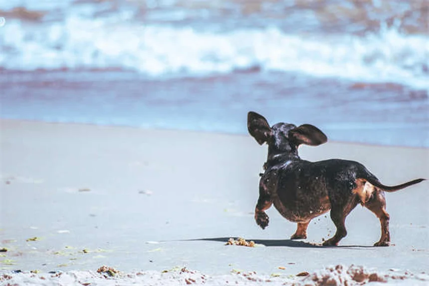 Mon chien a-t-il besoin d'un manteau en hiver ? 5 conseils indispensables