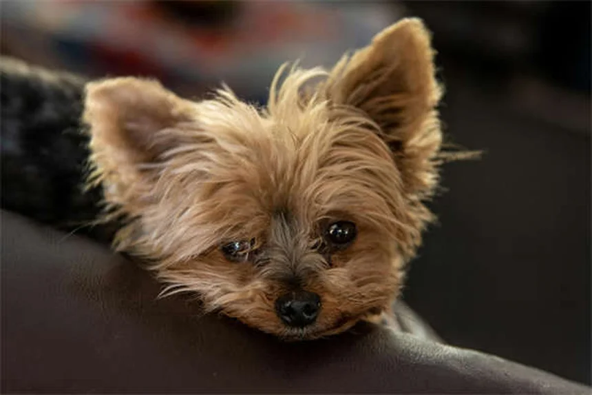 Mon chien a-t-il besoin d'un manteau en hiver ? 5 conseils indispensables