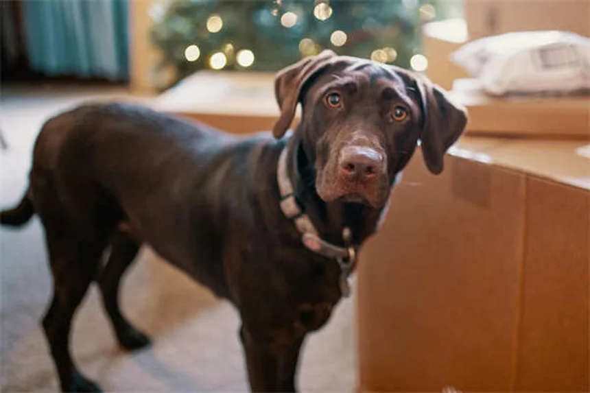 Examens vétérinaires essentiels pour votre chien : Guide complet par âge