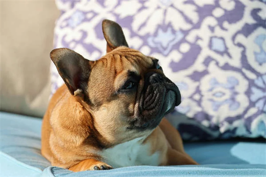 Examens vétérinaires essentiels pour votre chien : Guide complet par âge