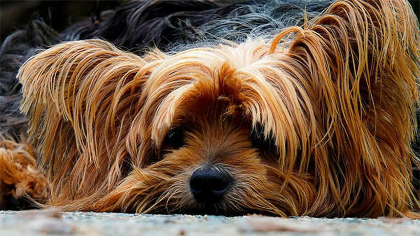 4 troubles du sommeil chez le chien : symptômes et solutions