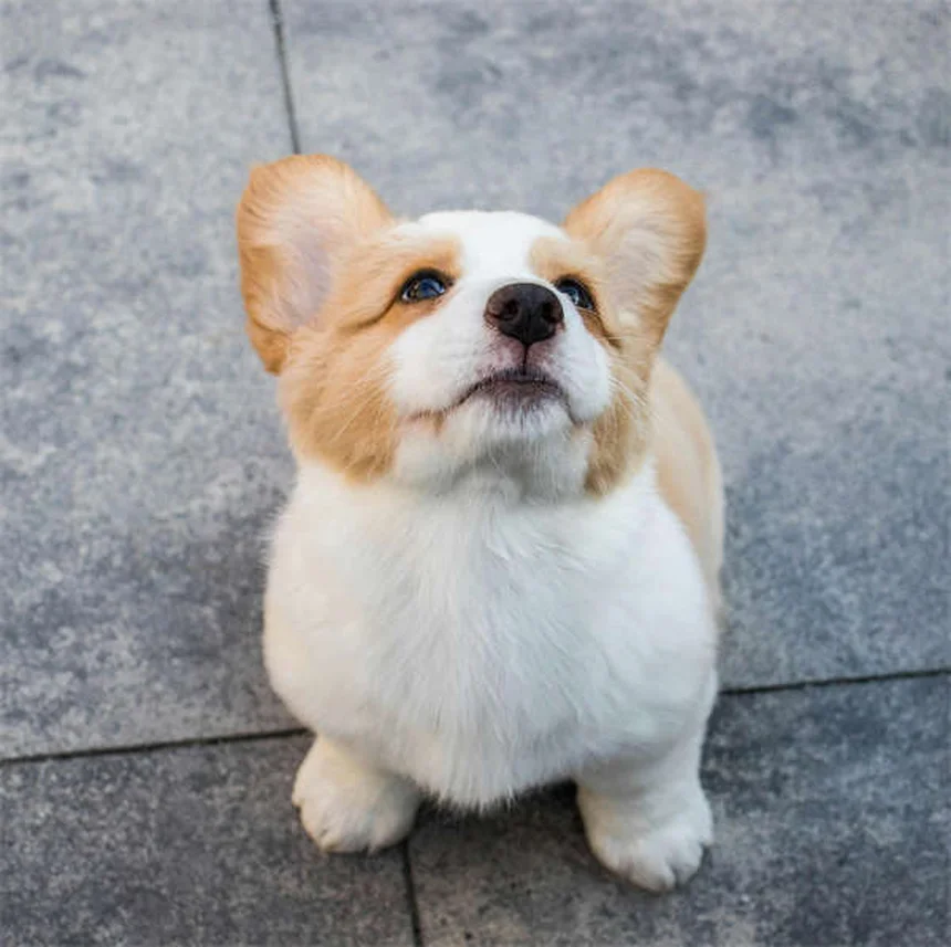 12 signes que votre chat vous aime (et comment le lui rendre)