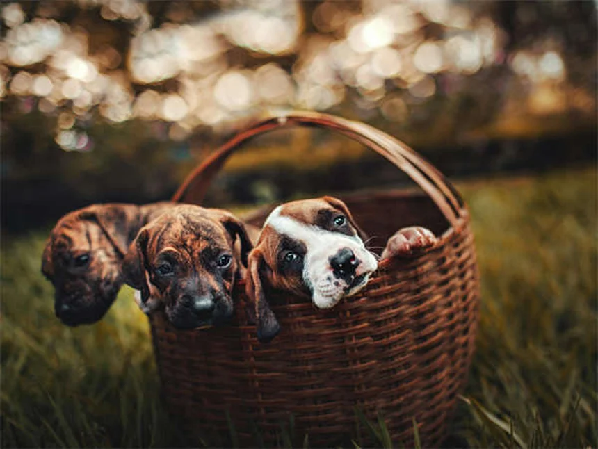 Adopter un chien : combien ça coûte vraiment ?