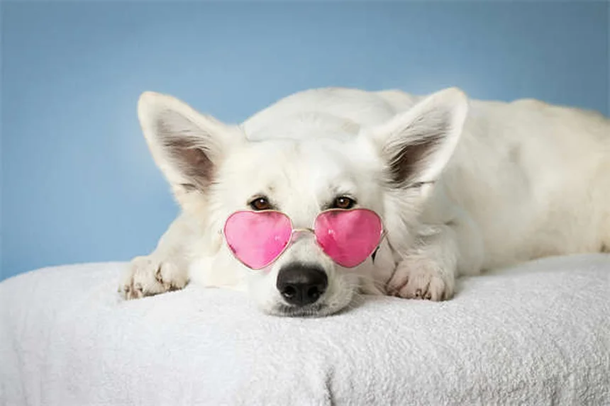 Adopter un chien : combien ça coûte vraiment ?