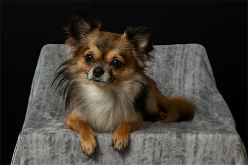 Adopter un chien : combien ça coûte vraiment ?