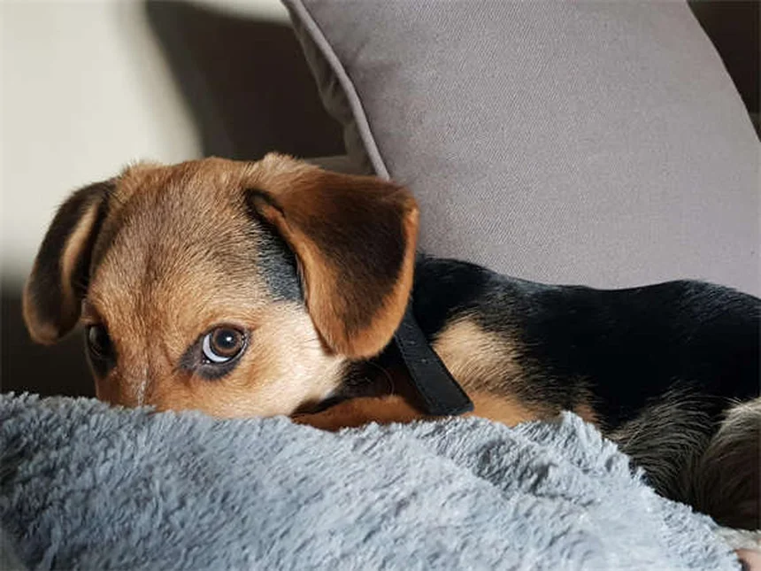 Adopter un chien : combien ça coûte vraiment ?