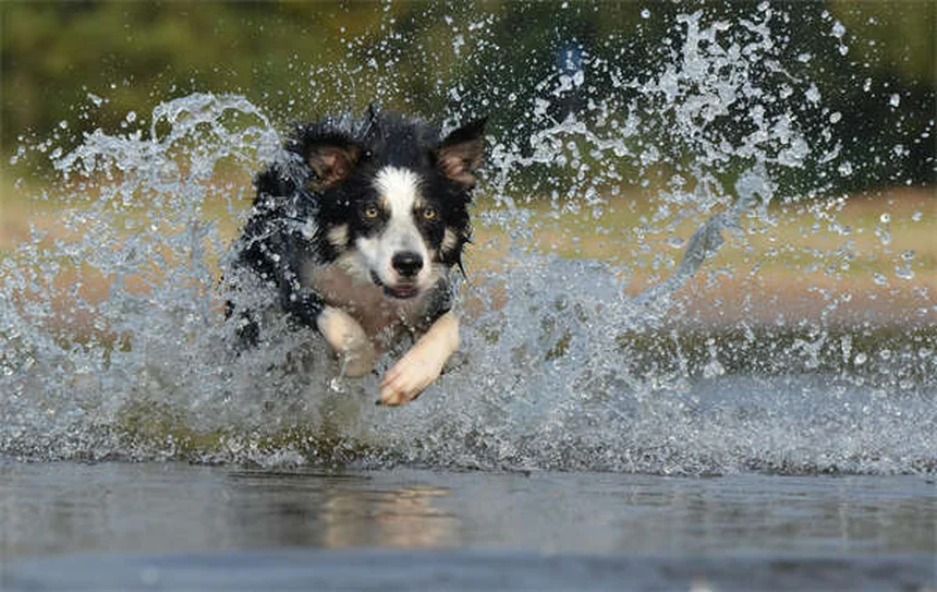 Comment réduire les poils d'animaux dans votre maison ? 9 astuces efficaces